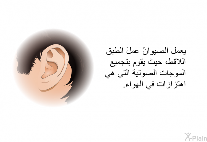 يعمل الصيوانُ عملَ الطبق اللاقط، حيث يقوم بتجميع الموجات الصوتية التي هي اهتزازات في الهواء.