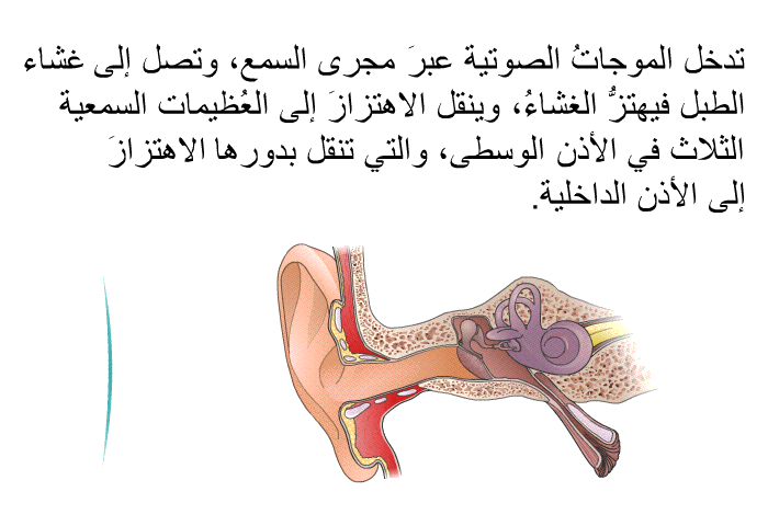 تدخل الموجاتُ الصوتية عبرَ مجرى السمع، وتصل إلى غشاء الطبل فيهتزُّ الغشاءُ، وينقل الاهتزازَ إلى العُظيمات السمعية الثلاث في الأذن الوسطى، والتي تنقل بدورها الاهتزازَ إلى الأذن الداخلية.