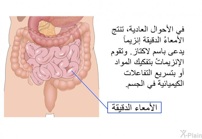 في الأحوال العادية، تنتج الأمعاءُ الدقيقة إنزيماً يدعى باسم لاكتاز. وتقوم الإنزيماتُ بتفكيك المواد أو بتسريع التفاعلات الكيميائية في الجسم.