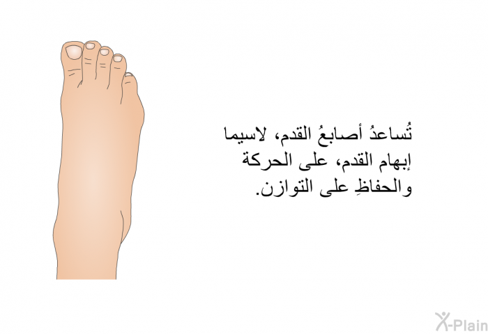 تُساعدُ أصابعُ القدم، لاسيما إبهام القدم، على الحركة والحفاظِ على التوازن.