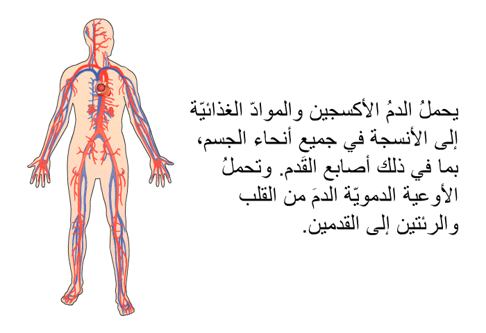 يحملُ الدمُ الأكسجين والموادّ الغذائيّة إلى الأنسجة في جميع أنحاء الجسم، بما في ذلك أصابع القَدم. وتحملُ الأوعية الدمويّة الدمَ من القلب والرئتين إلى القدمين.