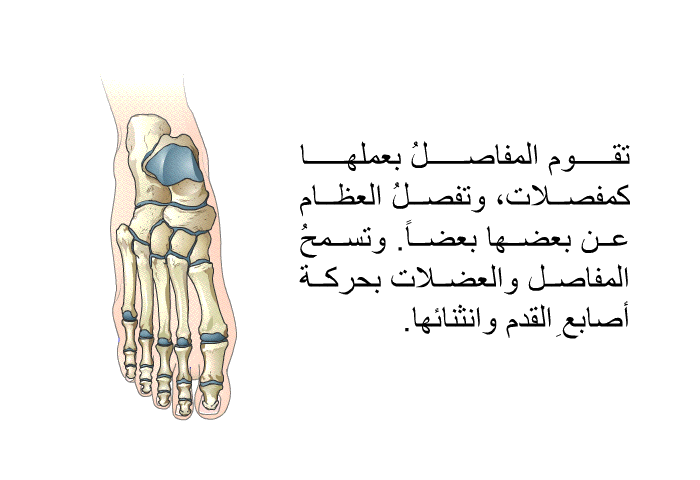 تقوم المفاصلُ بعملها كمفصّلات، وتفصلُ العظام عن بعضها بعضاً. وتسمحُ المفاصل والعضلات بحركة أصابعِ القدم وانثنائها.