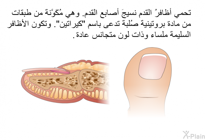 تحمي أظافرُ القدم نسيجَ أصابع القدم. وهي مُكَوَّنة من طبقات من مادة بروتينية صُلبة تدعى باسم "كيراتين". وتكون الأظافر السليمة ملساء وذات لون متجانس عادة.