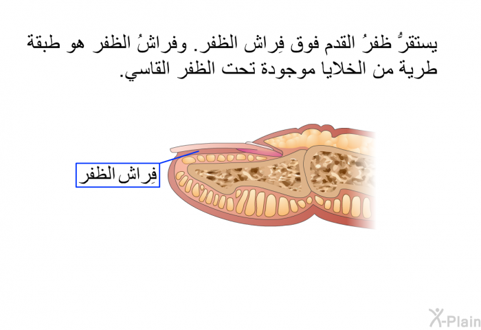 يستقرُّ ظفرُ القدم فوق فِراش الظفر. وفراشُ الظفر هو طبقة طرية من الخلايا موجودة تحت الظفر القاسي.