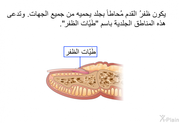 يكون ظفرُ القدم مُحاطاً بجلد يحميه من جميع الجهات. وتدعى هذه المناطق الجلدية باسم "طَيَّات الظفر".