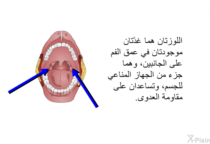 اللوزتان هما غدَّتان موجودتان في عمق الفم على الجانبين، وهما جزء من الجهاز المناعي للجسم، وتساعدان على مقاومة العدوى.
