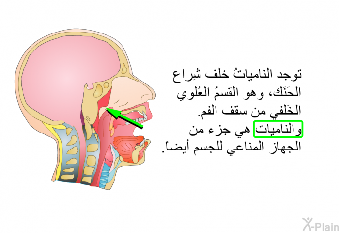 توجد النامياتُ خلف شِراع الحَنَك، وهو القسمُ العُلوي الخَلفي من سقف الفم. والناميات هي جزء من الجهاز المناعي للجسم أيضاً.