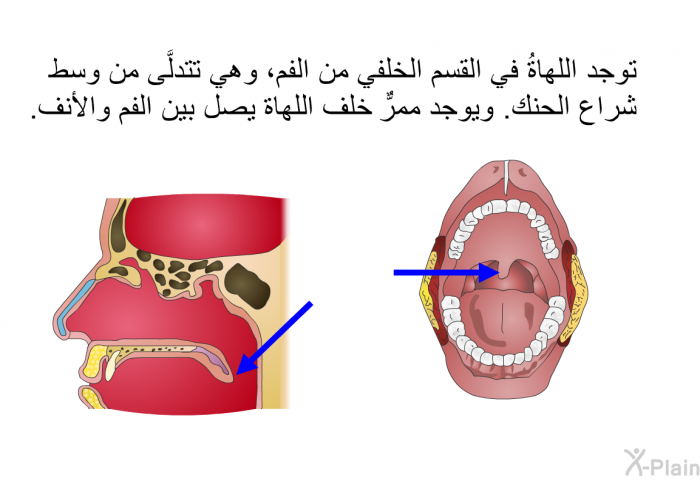 توجد اللهاةُ في القسم الخلفي من الفم، وهي تتدلَّى من وسط شراع الحنك. ويوجد ممرٌّ خلف اللهاة يصل بين الفم والأنف.