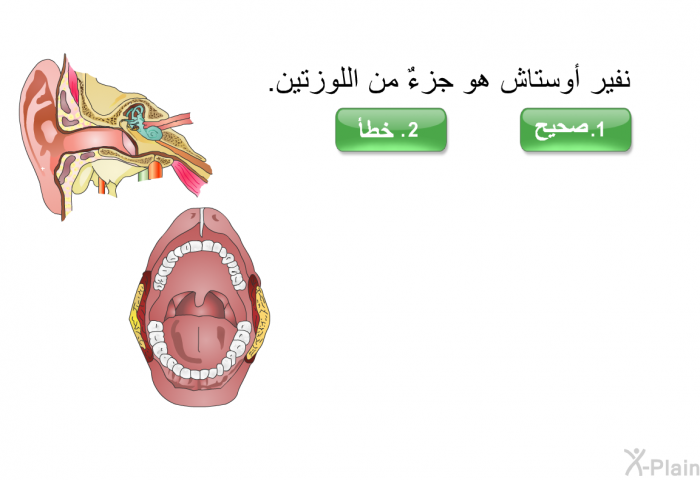 نفير أوستاش هو جزءٌ من اللوزتين..