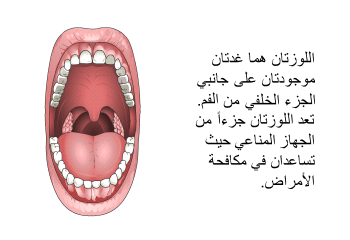 اللوزتان هما غدتان موجودتان على جانبي الجزء الخلفي من الفم. تعد اللوزتان جزءاً من الجهاز المناعي حيث تساعدان في مكافحة الأمراض.