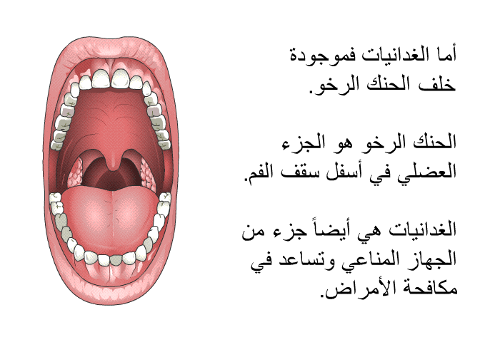 أما الغدانيات فموجودة خلف الحنك الرخو. الحنك الرخو هو الجزء العضلي في أسفل سقف الفم. الغدانيات هي أيضاً جزء من الجهاز المناعي وتساعد في مكافحة الأمراض.