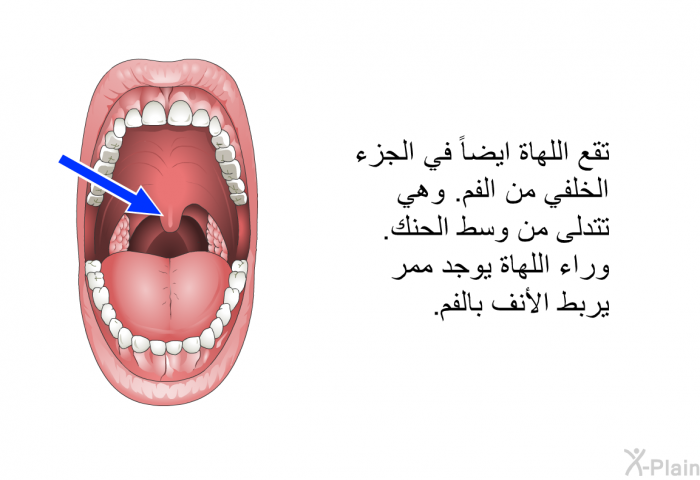 تقع اللهاة ايضاً في الجزء الخلفي من الفم. وهي تتدلى من وسط الحنك. وراء اللهاة يوجد ممر يربط الأنف بالفم.