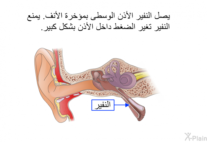 يصل النفير الأذن الوسطى بمؤخرة الأنف. يمنع النفير تغير الضغط داخل الأذن بشكل كبير.
