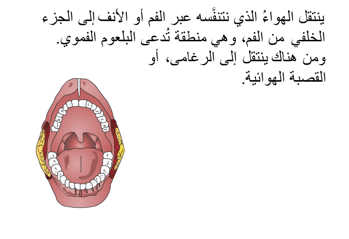 ينتقل الهواءُ الذي نتنفَّسه عبر الفم أو الأنف إلى الجزء الخلفي من الفم، وهي منطقةٌ تُدعى البلعوم الفموي. ومن هناك ينتقل إلى الرغامى، أو القصبة الهوائية.