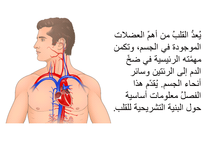 يُعدُّ القلبُ من أهمِّ العضلات الموجودة في الجسم، وتكمن مهمَّته الرئيسية في ضخِّ الدم إلى الرئتين وسائر أنحاء الجسم. يُقدِّم هذا الفصلُ معلومات أساسية حول البنية التشريحية للقلب.