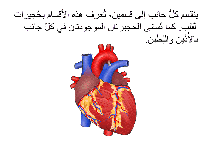 ينقسم كلُّ جانب إلى قسمين، تُعرف هذه الأقسام بحُجيرات القلب. كما تُسمّى الحجيرتان الموجودتان في كلِّ جانب بالأُذَين والبُطَين.