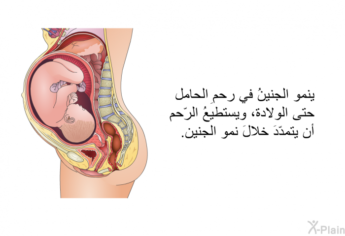 ينمو الجنينُ في رحمِ الحامل حتى الولادة، ويستطيعُ الرّحم أن يتمدّدَ خلالَ نمو الجنين.