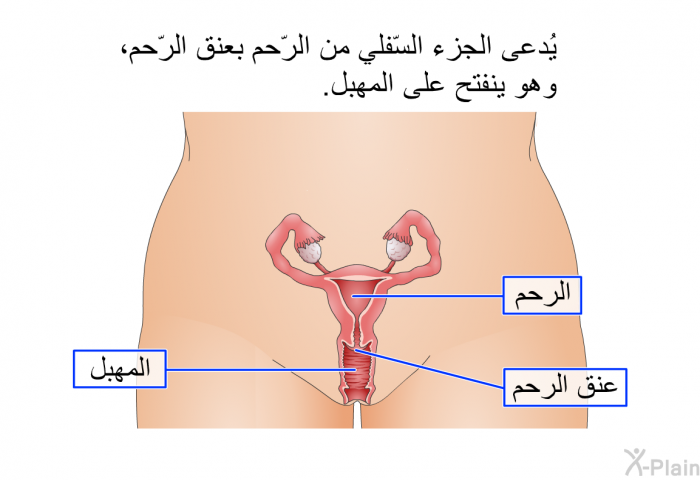 يُدعى الجزء السّفلي من الرّحم بعنق الرّحم، وهو ينفتح على المَهبِل.