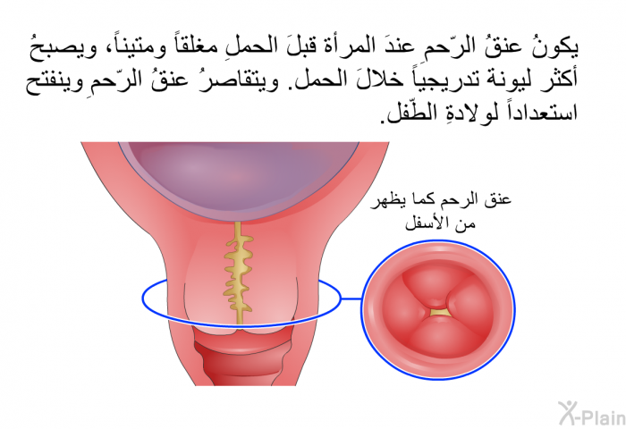 يكونُ عنقُ الرّحمِ عندَ المرأة قبلَ الحملِ مغلقاً ومتيناً، ويصبحُ أكثر ليونة تدريجياً خلالَ الحمل. ويتقاصرُ عنقُ الرّحمِ وينفتح استعداداً لولادةِ الطّفل.