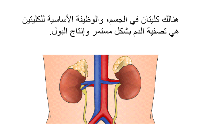 هنالك كليتان في الجسم، والوظيفة الأساسية للكليتين هي تصفية الدم بشكل مستمر وإنتاج البول.
