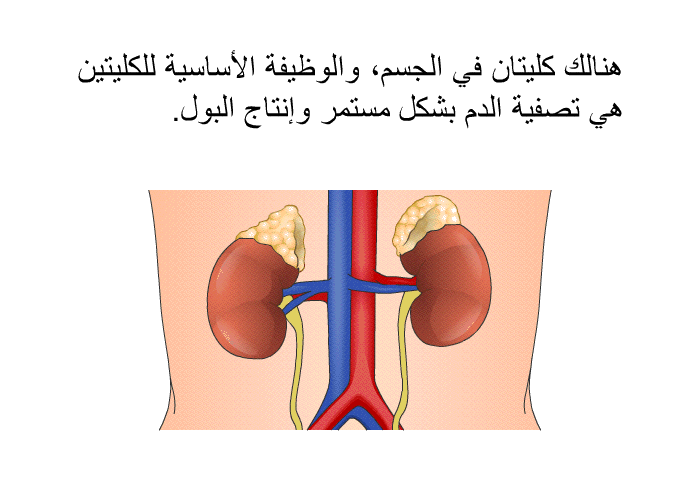 الخلية هي الوحدة الاساسية في التركيب والوظيفة في المخلوقات الحية