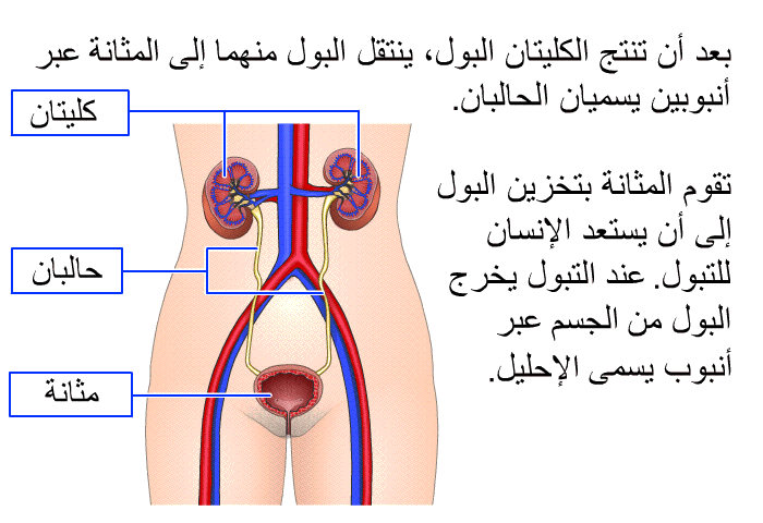 بعد أن تنتج الكليتان البول، ينتقل البول منهما إلى المثانة عبر أنبوبين يسميان الحالبان. تقوم المثانة بتخزين البول إلى أن يستعد الإنسان للتبول. عند التبول يخرج البول من الجسم عبر أنبوب يسمى الإحليل.