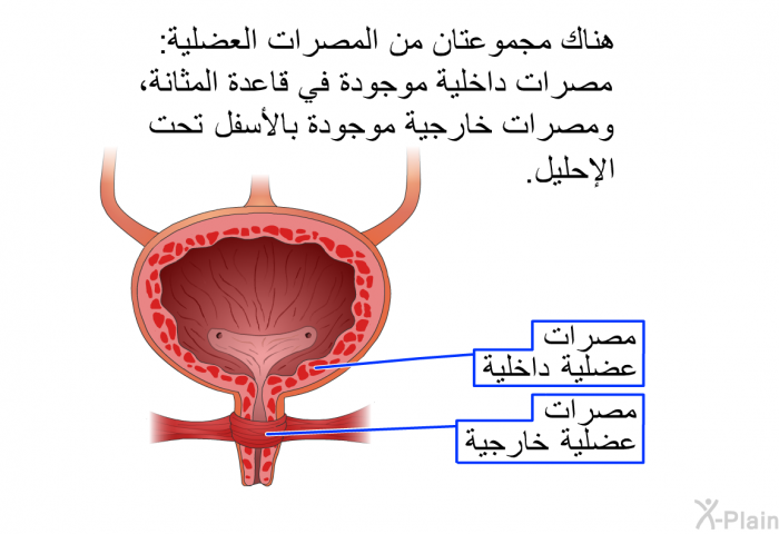 هناك مجموعتان من المصرات العضلية: مصرات داخلية موجودة في قاعدة المثانة، ومصرات خارجية موجودة بالأسفل تحت الإحليل.