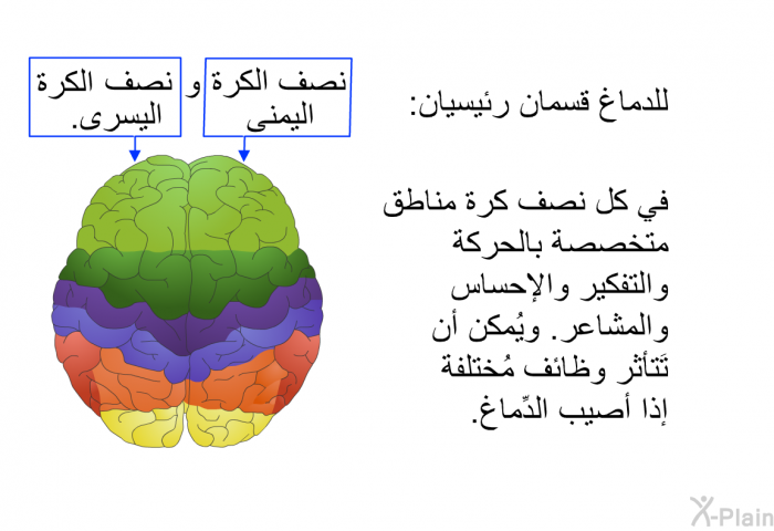 للدِّمَاغ قِسمان رَئيسيان: نِصف الكٌرة اليمنى ونصف الكرة اليُسرى. في كل نصف كٌرة مَناطق مُتَخصصة بالحَرَكة والتَفكِير والإحسَاس والمَشاعر. ويُمكن أن تَتأثر وَظائف مُختلفة إذا أُصيب الدِّماغ.