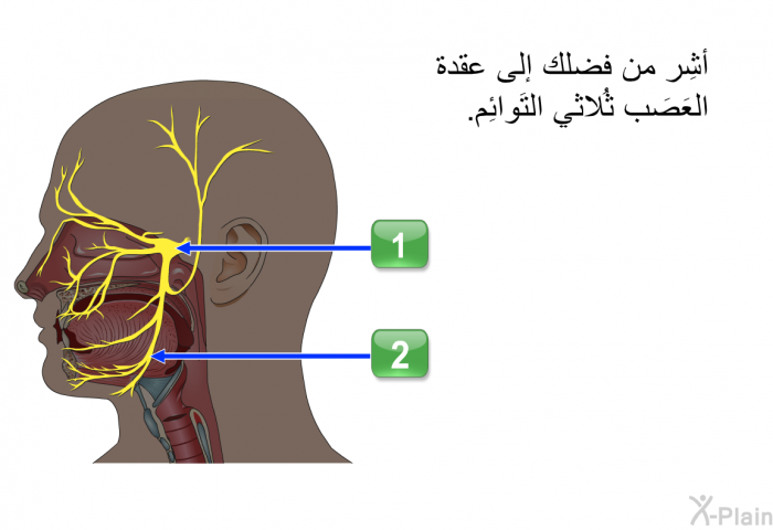 أشِر من فضلك إلى عقدة العَصَب ثُلاثي التَوائِم.