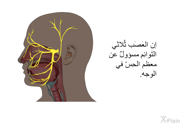 إن العَصَب ثُلاثي التَوائِم مسؤولٌ عن معظم الحِسِّ في الوجه.