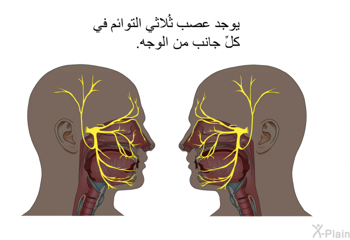 يوجد عصب ثُلاثي التوائم في كلِّ جانب من الوجه.