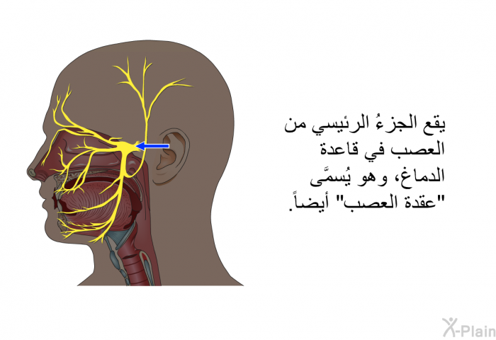 يقع الجزءُ الرئيسي من العصب في قاعدة الدماغ، وهو يُسمَّى "عقدة العصب" أيضاً.