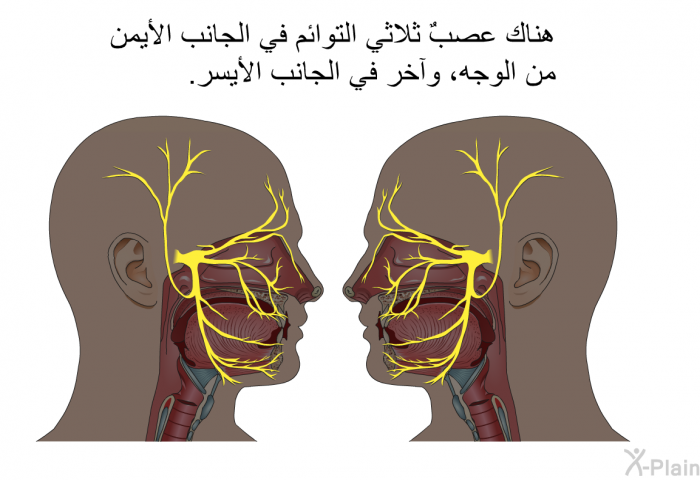 هناك عصبٌ ثلاثي التوائم في الجانب الأيمن من الوجه، وآخر في الجانب الأيسر.