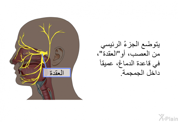 يتوضّع الجزءُ الرئيسي من العصب، أو "العقدة"، في قاعدة الدماغ، عميقاً داخل الجمجمة.