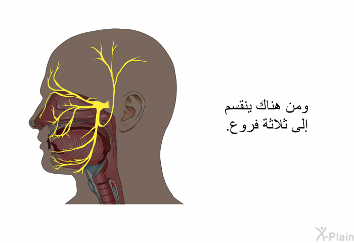 ومن هناك ينقسم إلى ثلاثة فروع.