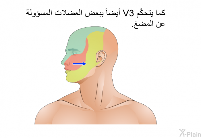 كما يتحكَّم V3 أيضاً ببعض العضلات المسؤولة عن المضغ.