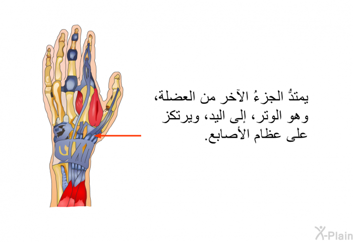 يمتدُّ الجزءُ الآخر من العضلة، وهو الوتر، إلى اليد، ويرتكز على عظام الأصابع.