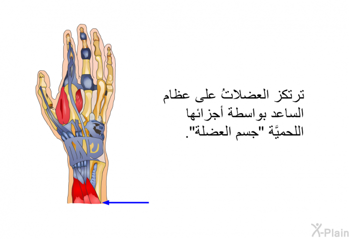 ترتكز العضلاتُ على عظام الساعد بواسطة أجزائها اللحميَّة "جسم العضلة".