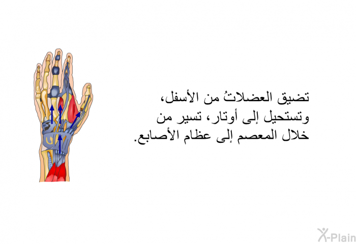 تضيق العضلاتُ من الأسفل، وتستحيل إلى أوتار، تسير من خلال المعصم إلى عظام الأصابع.