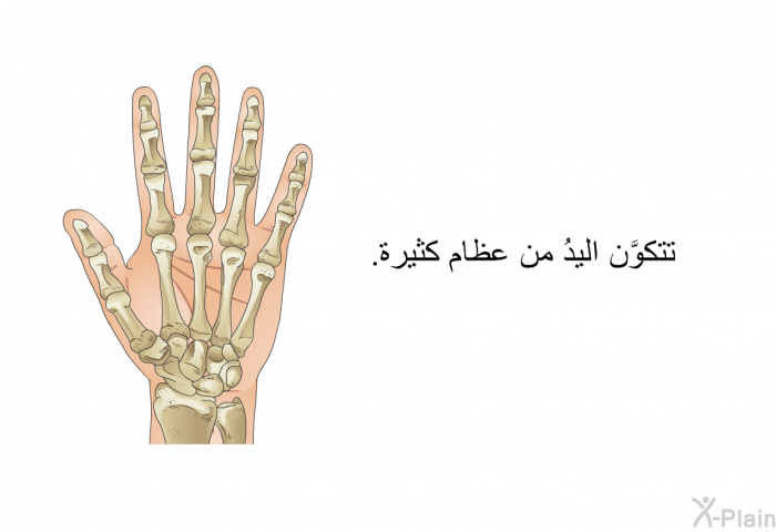 تتكوَّن اليدُ من عظام كثيرة.