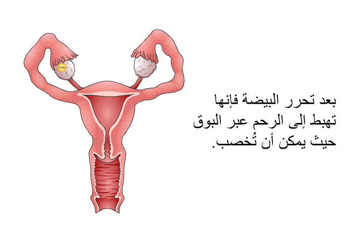 بعد تحرر البيضة فإنها تهبط إلى الرحم عبر البوق حيث يمكن أن تُخصب.