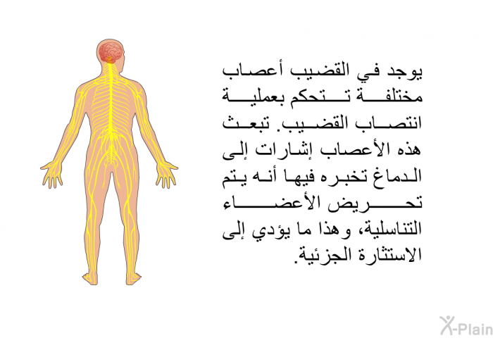 يوجد في القضيب أعصاب مختلفة تتحكم بعملية انتصاب القضيب. تبعث هذه الأعصاب إشارات إلى الدماغ تخبره فيها أنه يتم تحريض الأعضاء التناسلية، وهذا ما يؤدي إلى الاستثارة الجزئية.