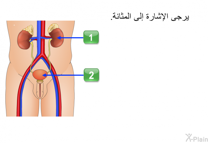 يرجى الإشارة إلى المثانة.