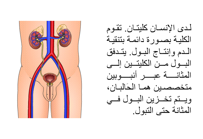 لدى الإنسان كِليتان. تقوم الكلية بصورة دائمة بتنقية الدم وإنتاج البول. يتدفق البول من الكليتين إلى المثانة عبر أنبوبين متخصصين هما الحَالبان، ويتم تخزين البول في المثانة حتى التبول.