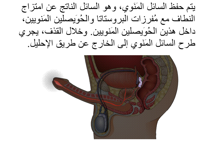 يتم حفظ السائل المَنَوي، وهو السائل الناتج عن امتزاج النطاف مع مُفرزات البروستاتا والحُوَيصلين المَنويين، داخل هذين الحُوَيصلين المَنويين. وخلال القذف، يجري طرح السائل المَنَوي إلى الخارج عن طريق الإحليل.