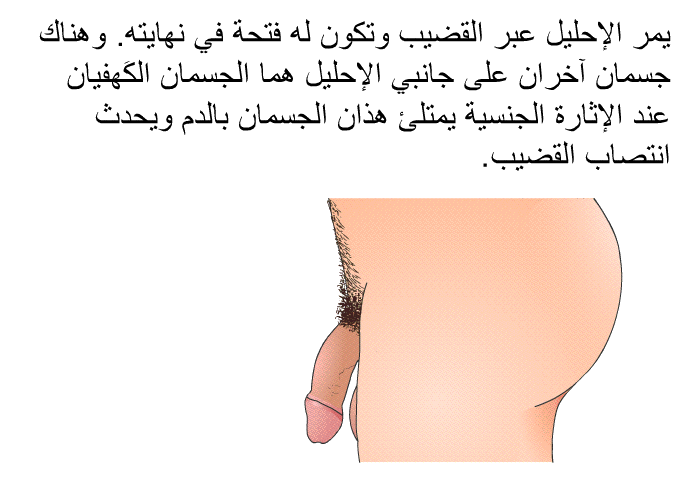 يمر الإحليل عبر القضيب وتكون له فتحة في نهايته. وهناك جسمان آخران على جانبي الإحليل هما الجسمان الكَهفيان. عند الإثارة الجنسية يمتلئ هذان الجسمان بالدم ويحدث انتصاب القضيب.