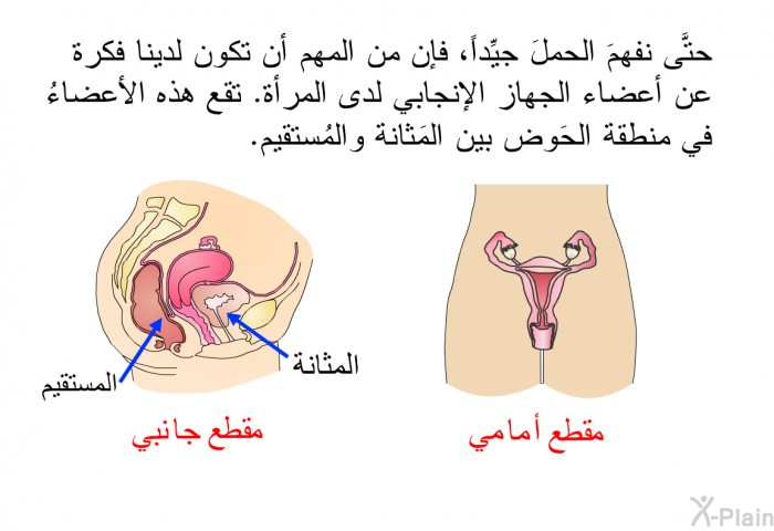 حتَّى نفهمَ الحملَ جيِّداً، فإن من المهم أن تكون لدينا فكرة عن أعضاء الجهاز الإنجابي لدى المرأة. تقع هذه الأعضاءُ في منطقة الحَوض بين المَثانة والمُستقيم.