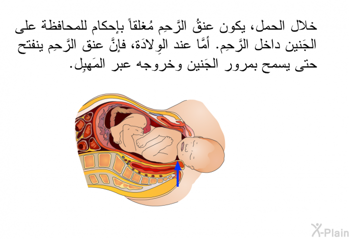 خلال الحمل، يكون عنقُ الرَّحِم مُغلقاً بإحكام للمحافظة على الجَنين داخل الرَّحِم. أمَّا عند الوِلادَة، فإنَّ عنق الرَّحِم ينفتح حتى يسمح بمرور الجَنين وخروجه عبر المَهبِل.