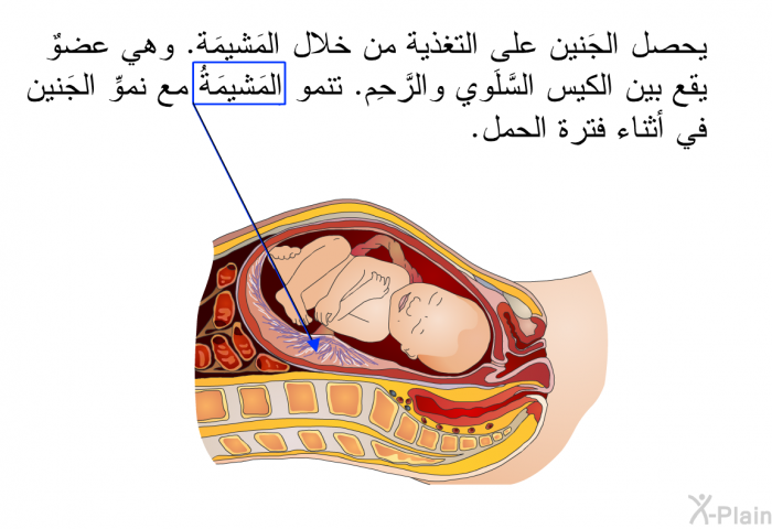 يحصل الجَنين على التغذية من خلال المَشيمَة. وهي عضوٌ يقع بين الكيس السَّلَوي والرَّحِم. تنمو المَشيمَةُ مع نموِّ الجَنين في أثناء فترة الحمل.