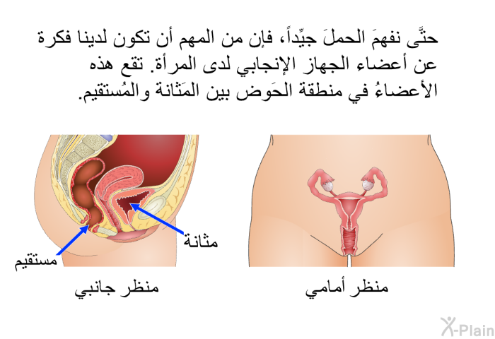 حتَّى نفهمَ الحملَ جيِّداً، فإن من المهم أن تكون لدينا فكرة عن أعضاء الجهاز الإنجابي لدى المرأة. تقع هذه الأعضاءُ في منطقة الحَوض بين المَثانة والمُستقيم.